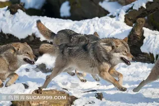 冰天雪地里的野狼图片