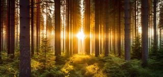 阳光透过森林里的间隙露出来的光晕光影摄影图