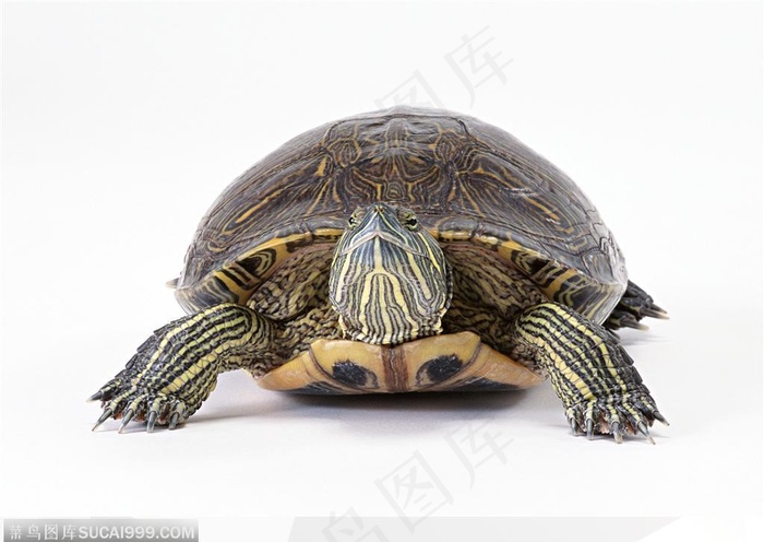 动物表情-抬头的乌龟