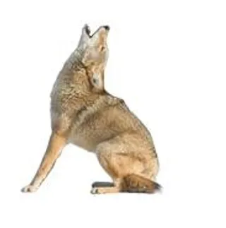 PNG豺狼土狼免抠