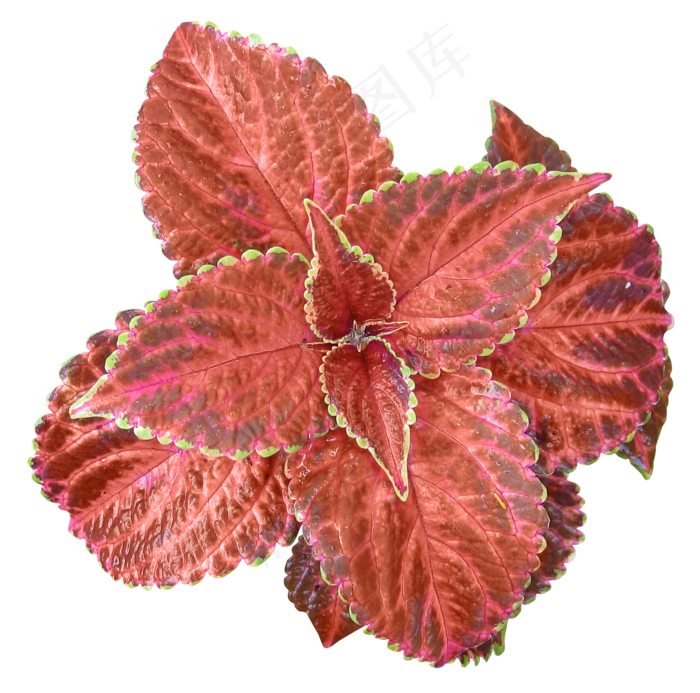 花纹的花　