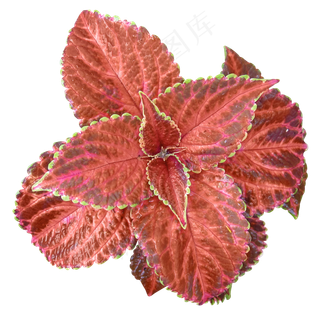 花纹的花　