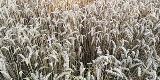 小麦成熟麦穗图片