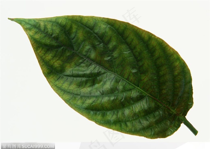 漂亮树叶-绿色椭圆形树叶