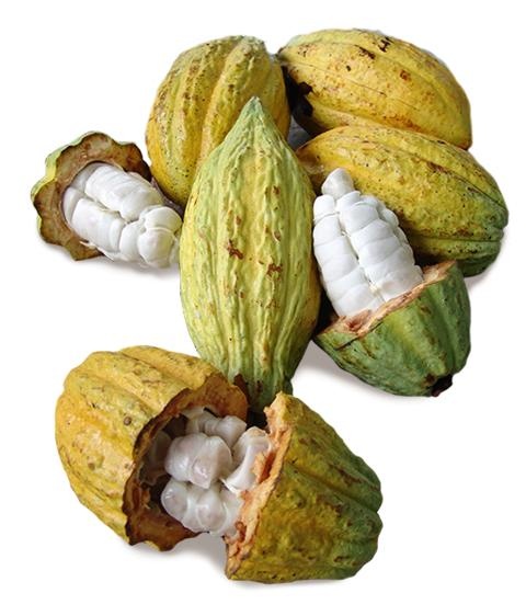 可可 PNG免抠(480x562)