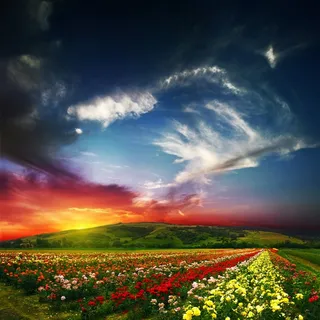 自然玫瑰花园 自然玫瑰花园