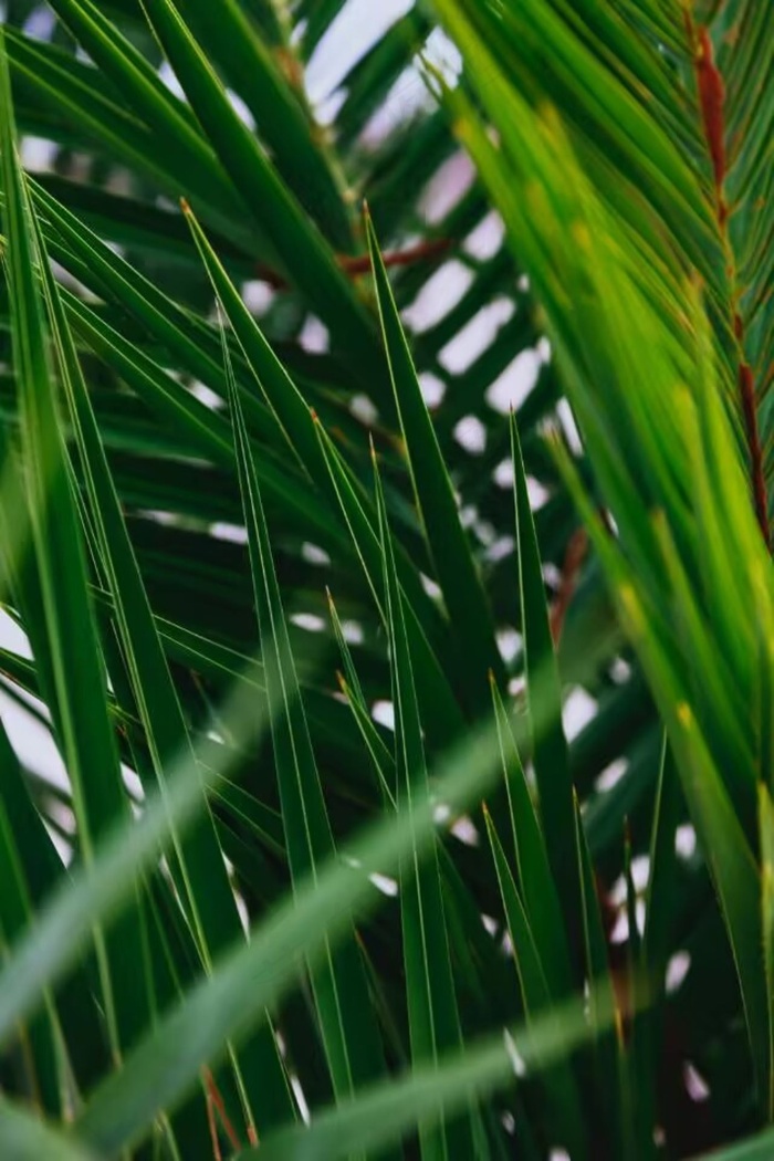 不知名的植物高清图片