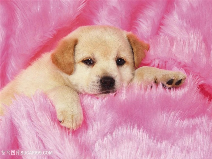 高清在红色绒毯上趴着的拉布拉多狗狗图片