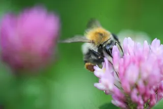 花朵与蜜蜂图片