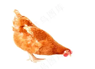 吃食的母鸡摄影素材
