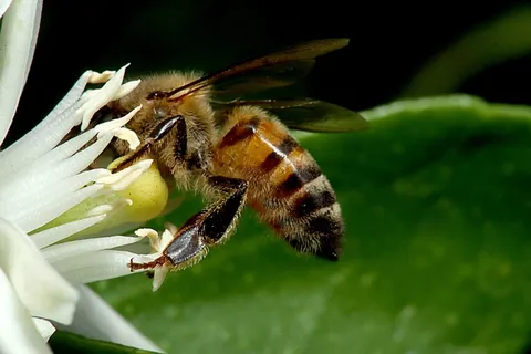 大蜜蜂采蜂蜜图片 大蜜蜂采蜂蜜图片