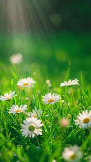 春天夏天草地绿叶小花阳光温馨，春分惊蛰谷雨摄影图