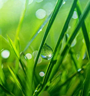 春天草地绿叶上的露珠，惊蛰雨水谷雨摄影图