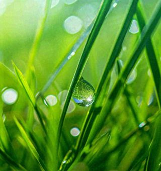 春天草地绿叶上的露珠，惊蛰雨水谷雨摄影图