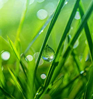 春天草地绿叶上的露珠，惊蛰雨水谷雨摄影图