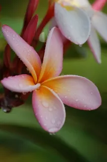 五片花瓣的花的图片 五片花瓣的花的图片