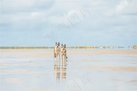 海面上的两头大灰狼图片