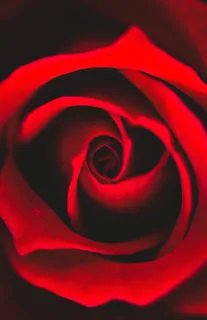 盛开的玫瑰花蕊图片 盛开的玫瑰花蕊图片