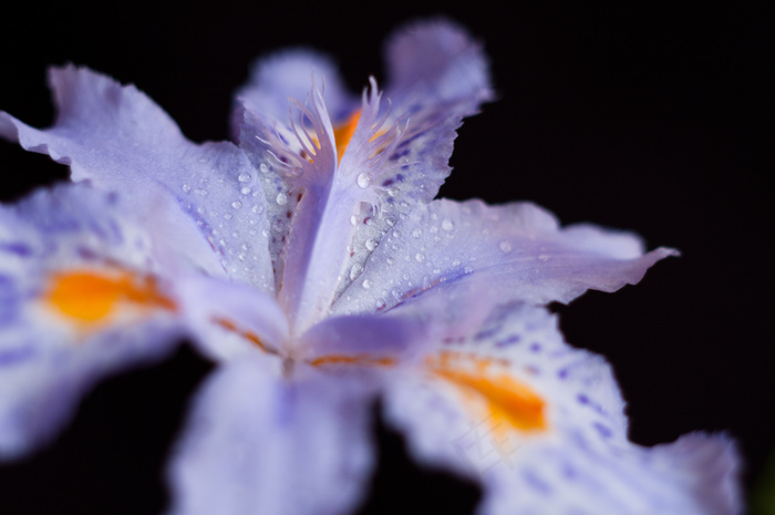 鸢尾花鲜花图片