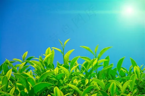 带着嫩芽的嫩绿色茶叶摄影