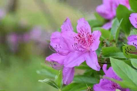 粉红杜鹃花图片 粉红杜鹃花图片