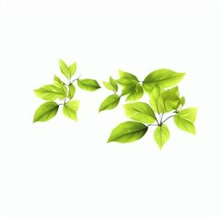 树枝 绿叶 免抠