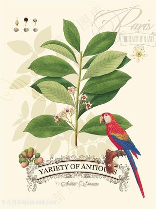 叶语鹦歌美式田园艺术挂画手绘插画