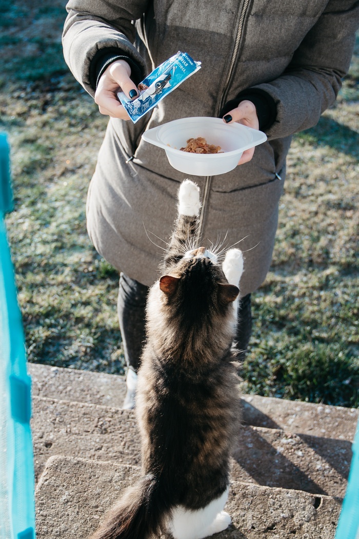 可爱猫咪猫猫摄影素材