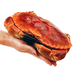 面包蟹 (3)海鲜超市商品红酒白底图免抠实物摄影png格式图片透明底