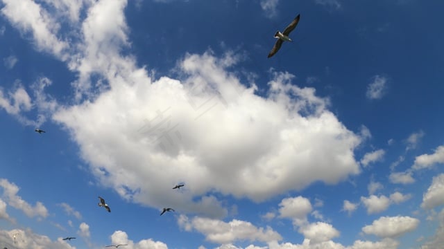 海鸥, 鸟类, 飞, 风, 翅膀, 动物, 飞行, 航班