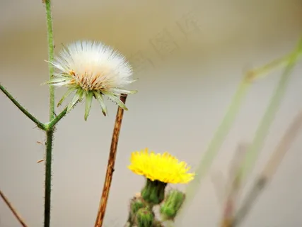 野生蒲公英图片 野生蒲公英图片