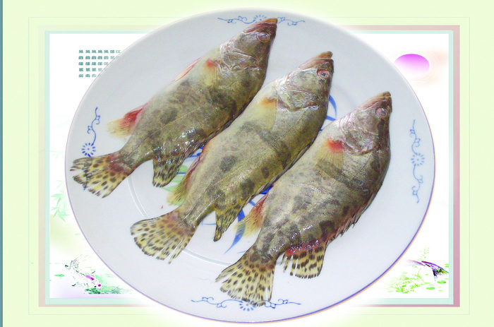 螯花鱼