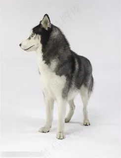 大型犬-歪头的哈士奇 大型犬-歪头的哈士奇