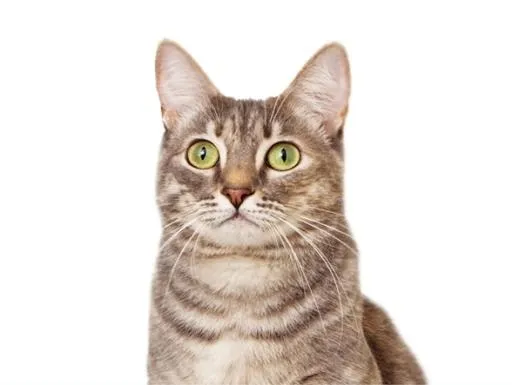 猫看 PNG免抠(588x443)