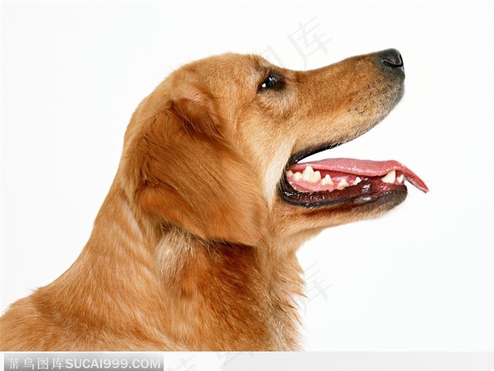 宠物狗（张开牙齿）