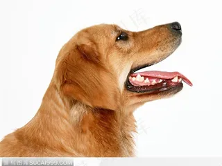 宠物狗（张开牙齿）