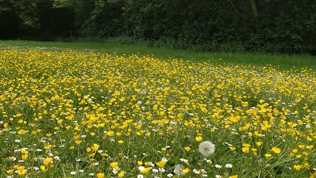 原野, , 自然, 毛茛, 春天