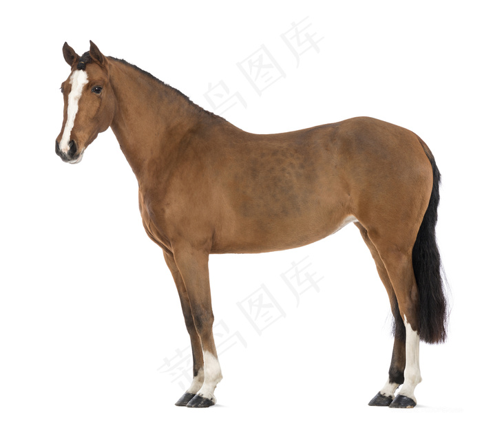 西洋纯种骏马