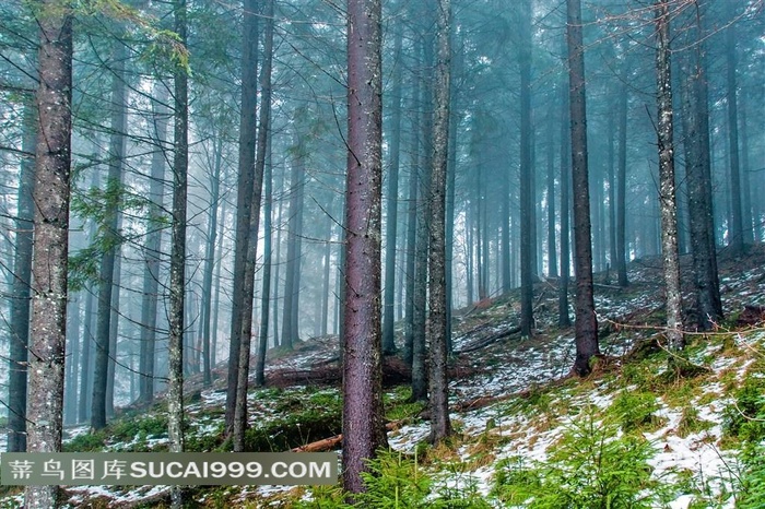 树林系列 - 美丽幽深的树林