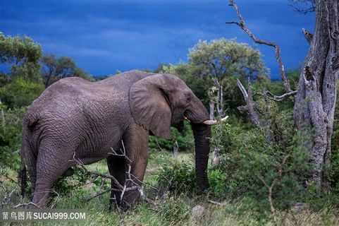 野生动物泰国大象图片