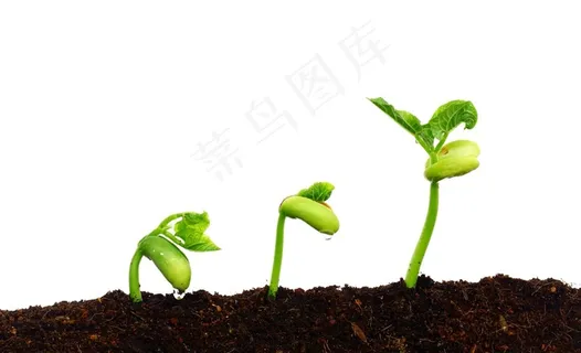 黑土中长出的新芽