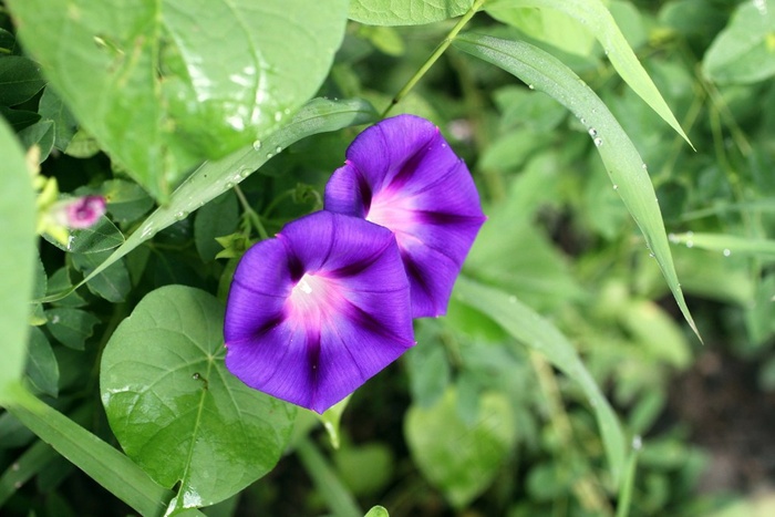 绿叶中一对紫色牵牛花