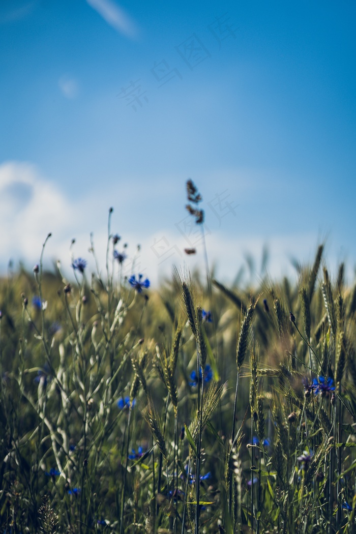未成熟的小麦图片