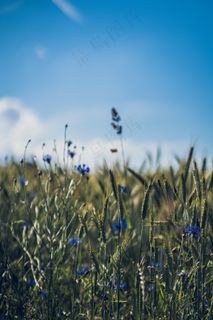 未成熟的小麦图片