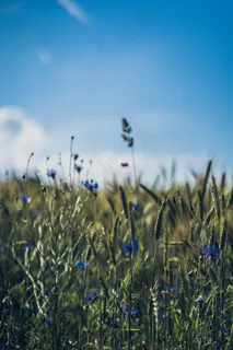 未成熟的小麦图片