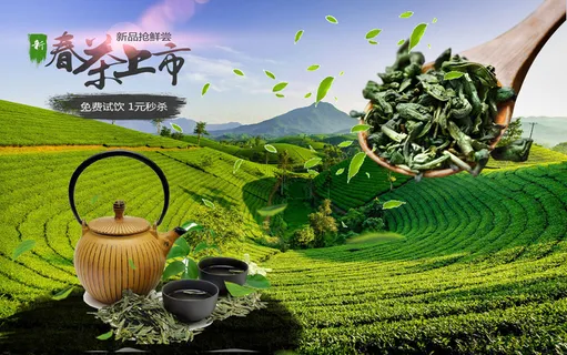 设计茶叶春茶上市素材 设计茶叶春茶上市素材