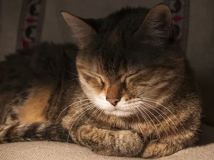 可爱猫咪 动物 素材 奶萌 (56) 可爱猫咪 动物 素材 奶萌 (56)