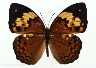 高清黑褐色蝴蝶标本图片