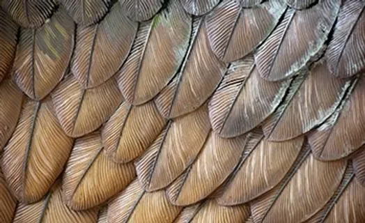 美丽的鸟类羽毛背景高清图2