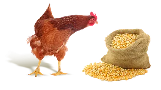 公鸡与玉米实物